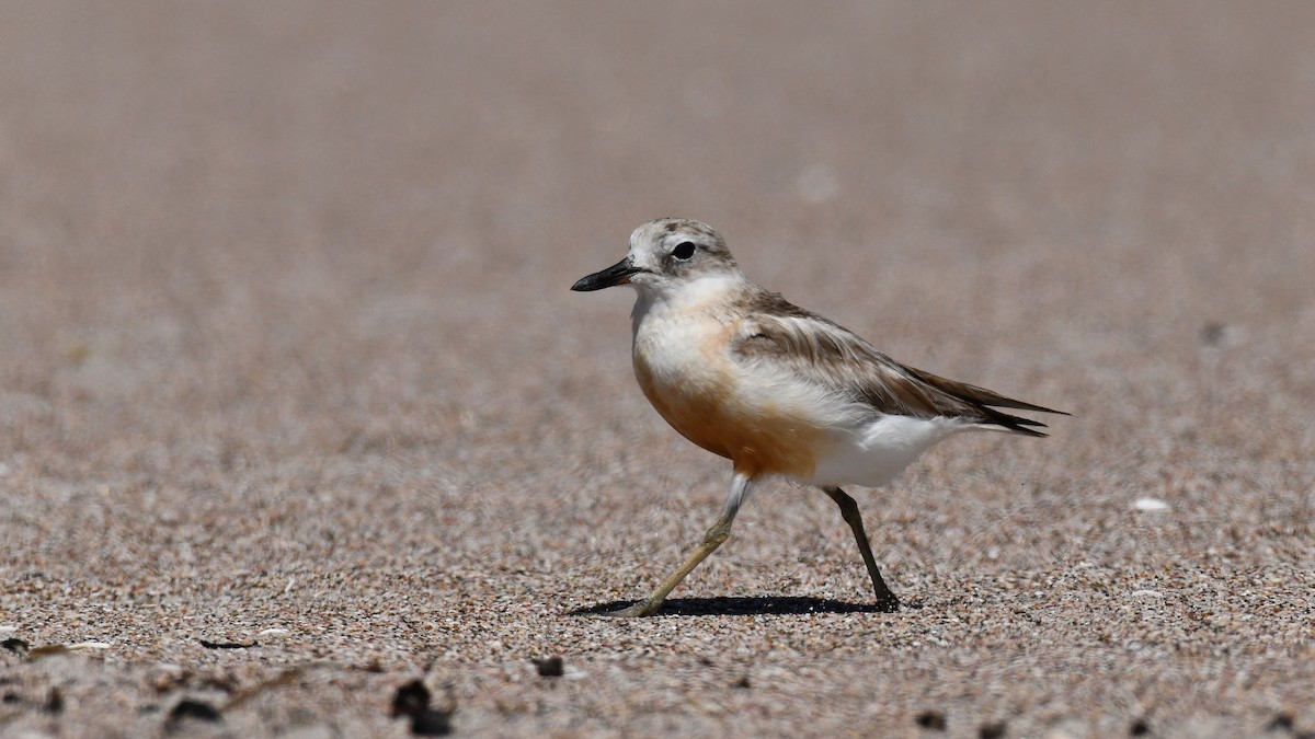 Red-breasted Dotterel - Adam Janczyszyn