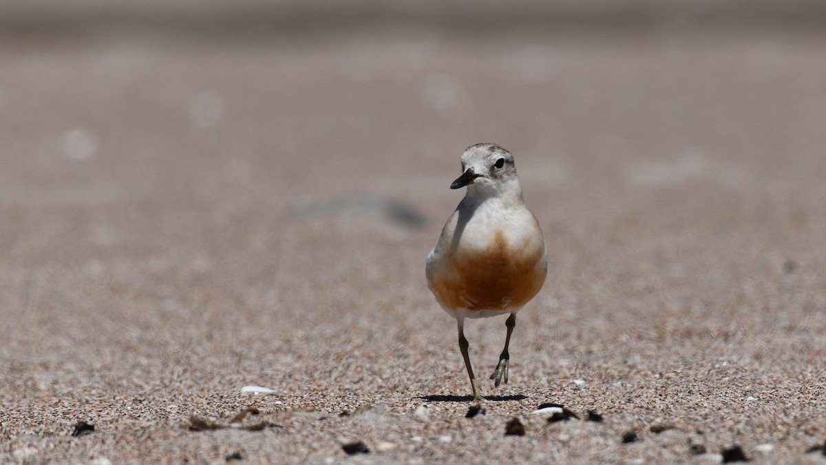 Red-breasted Dotterel - Adam Janczyszyn