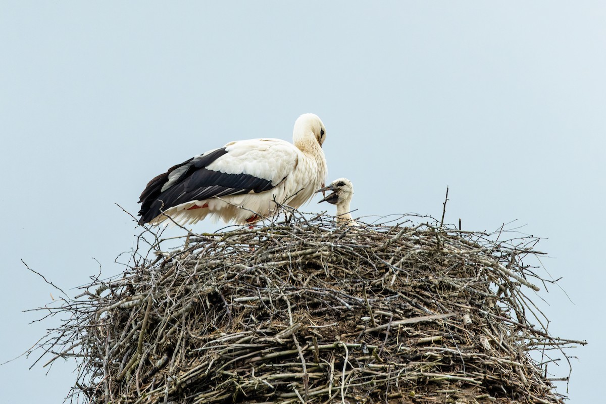 White Stork - Gabi Uhrova