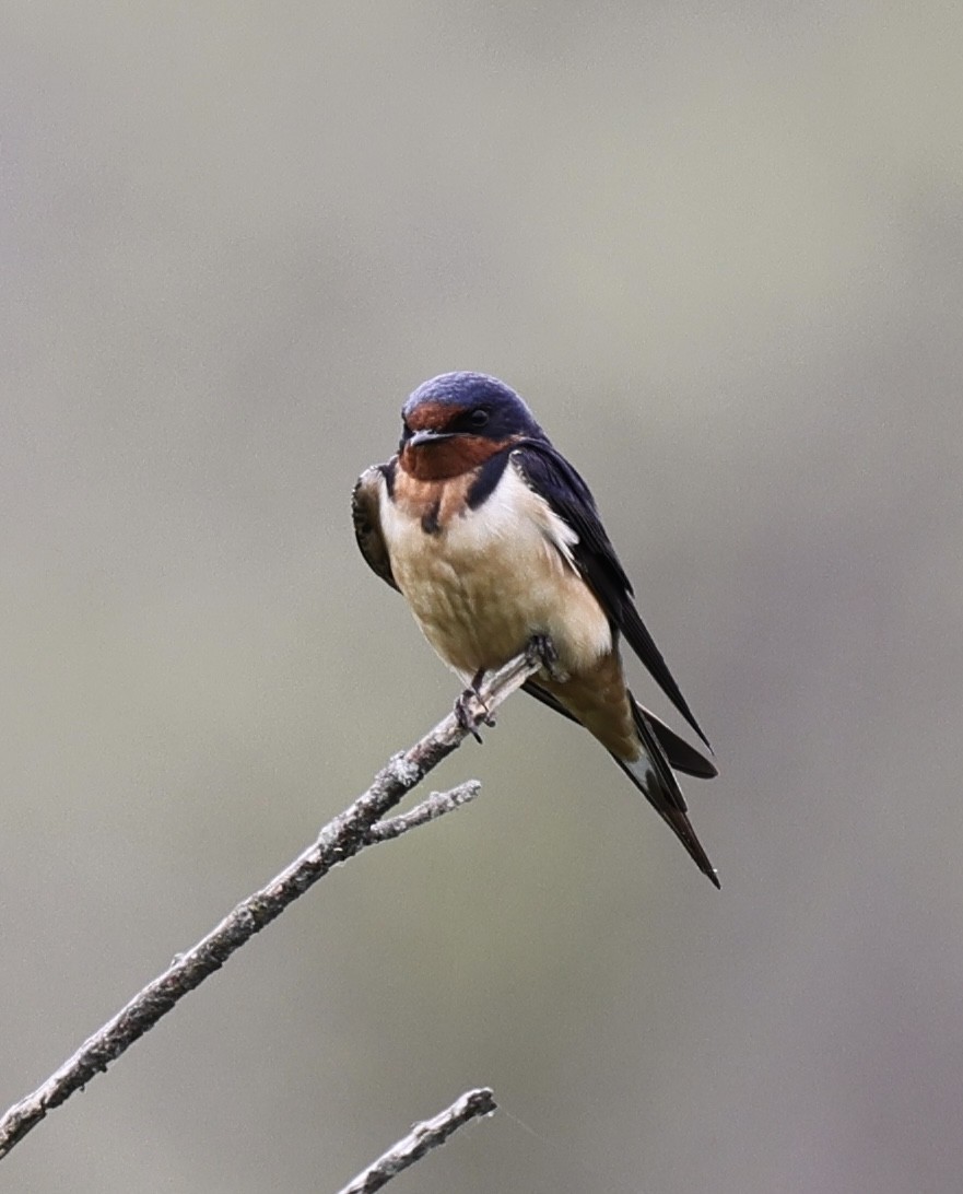 Barn Swallow - Michael Arthurs