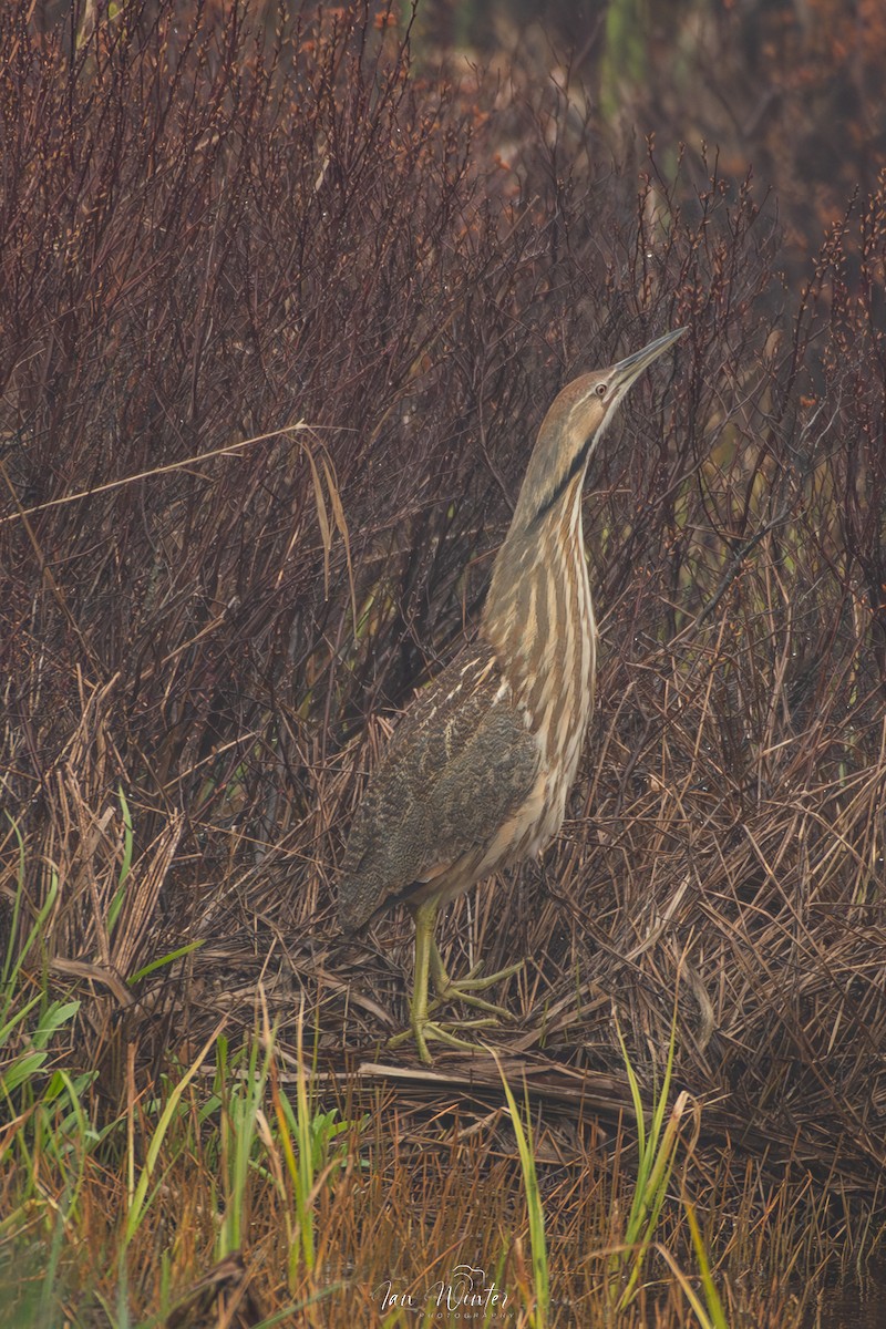 American Bittern - ML619585488