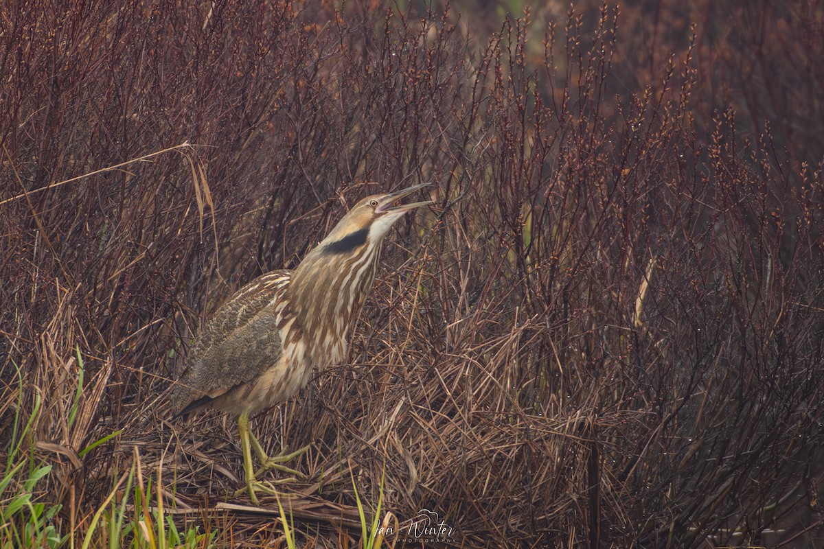 American Bittern - ML619585489