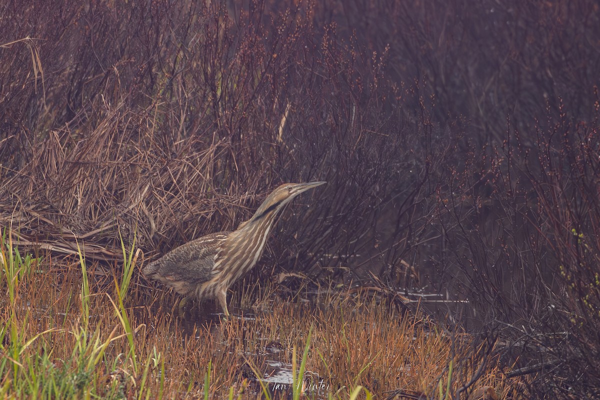 American Bittern - ML619585492