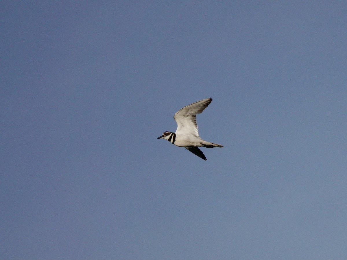 Killdeer - Yi-Ying Lee