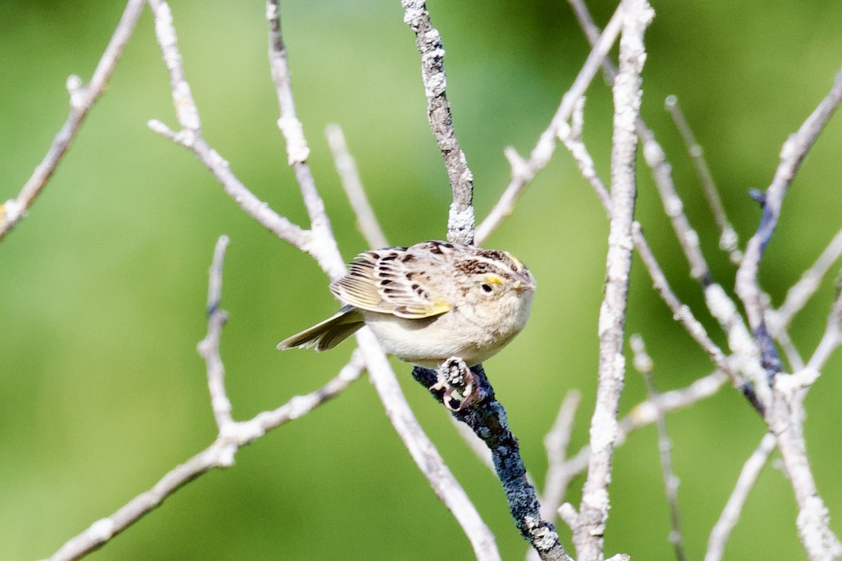 Grasshopper Sparrow - Catherine Lawrence