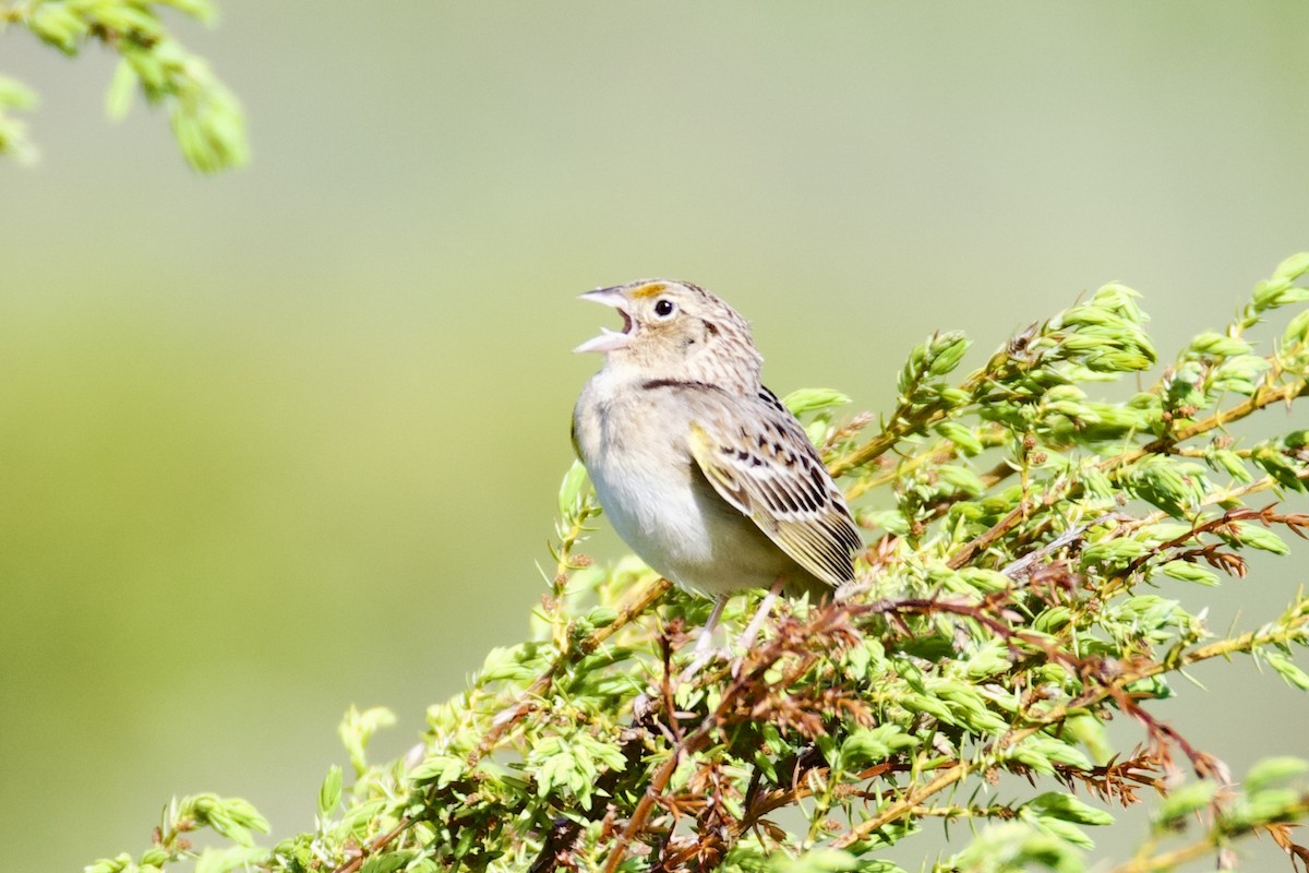 Grasshopper Sparrow - Catherine Lawrence