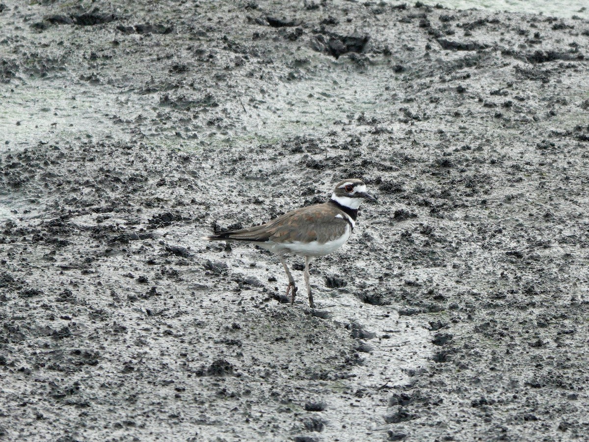 Killdeer - Yi-Ying Lee