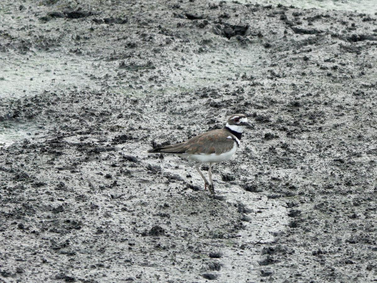 Killdeer - Yi-Ying Lee