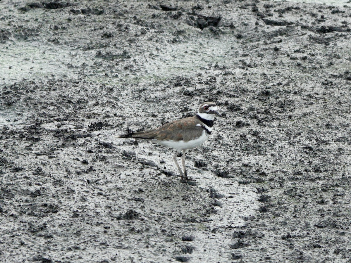 Killdeer - Yi-Ying Lee