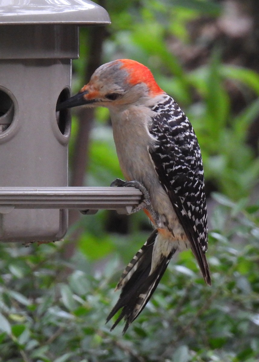 Red-bellied Woodpecker - Mary K Gardner