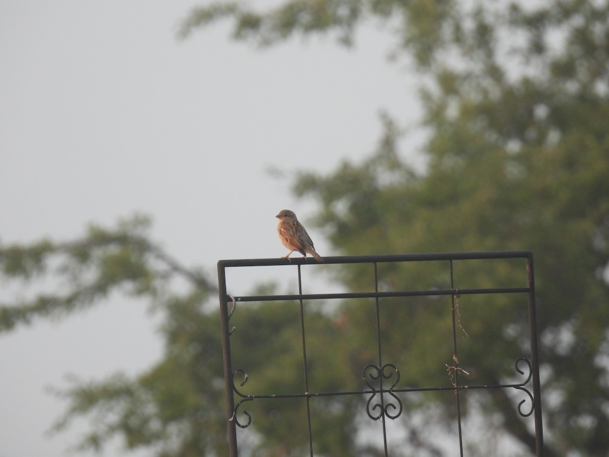 House Sparrow - Mary K Gardner