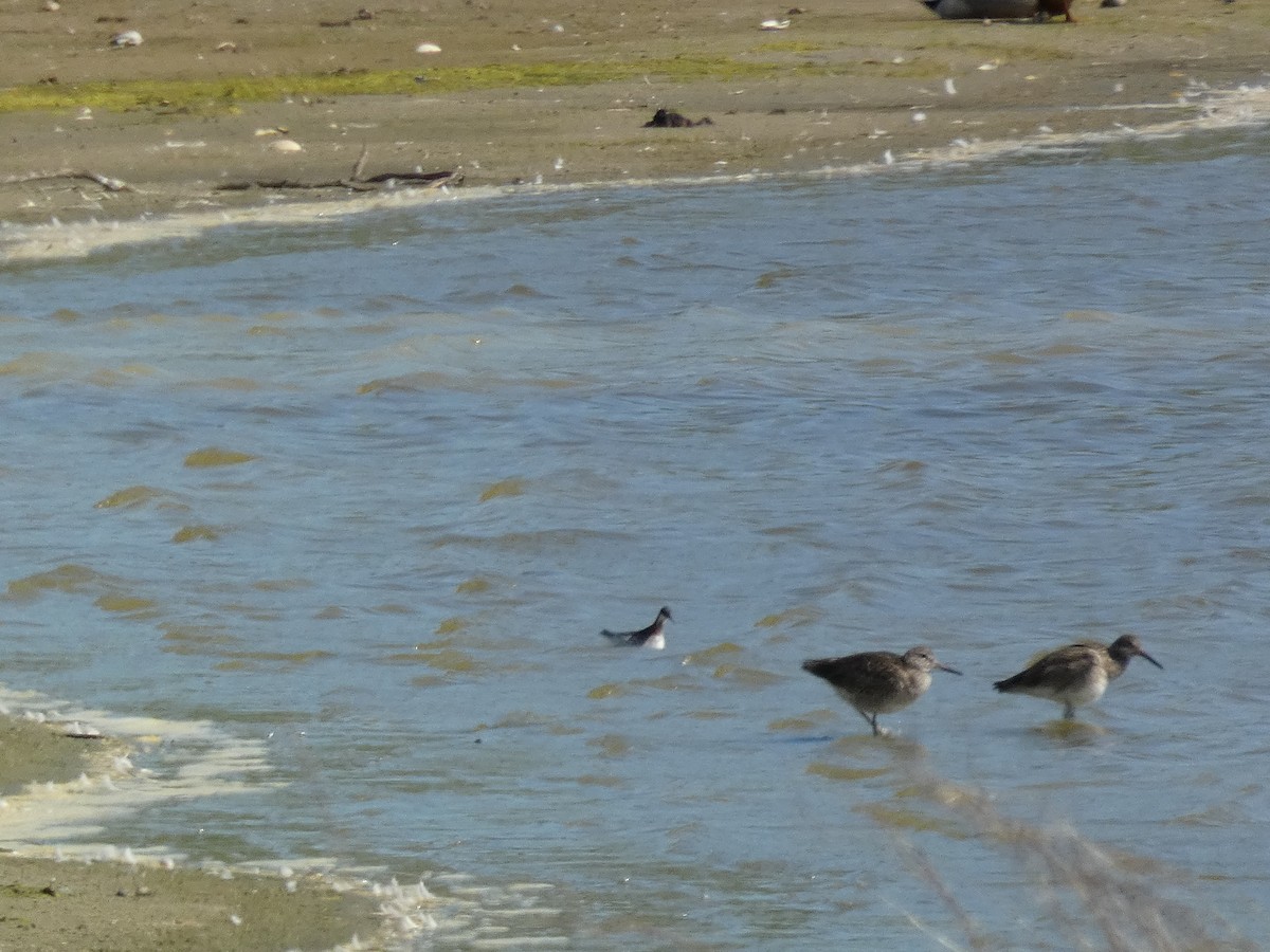 Red-necked Phalarope - Julian Elman