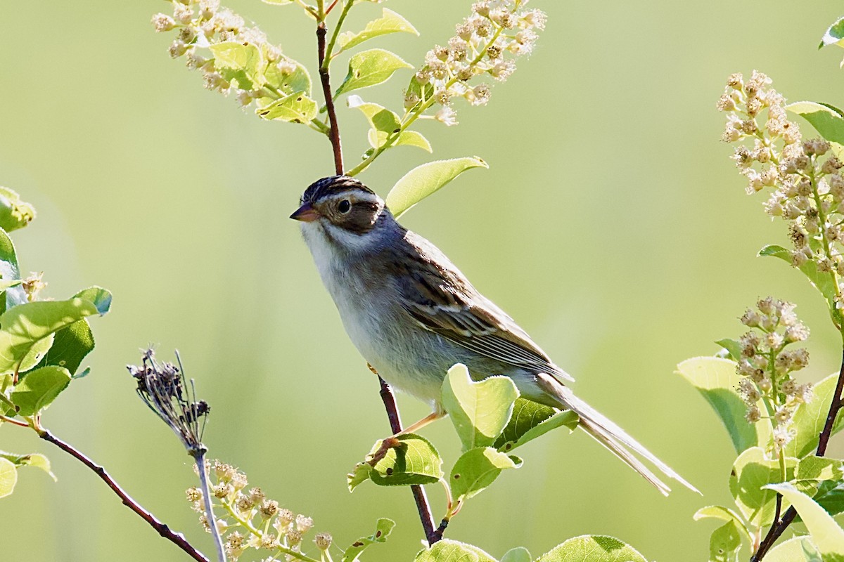 Clay-colored Sparrow - Catherine Lawrence