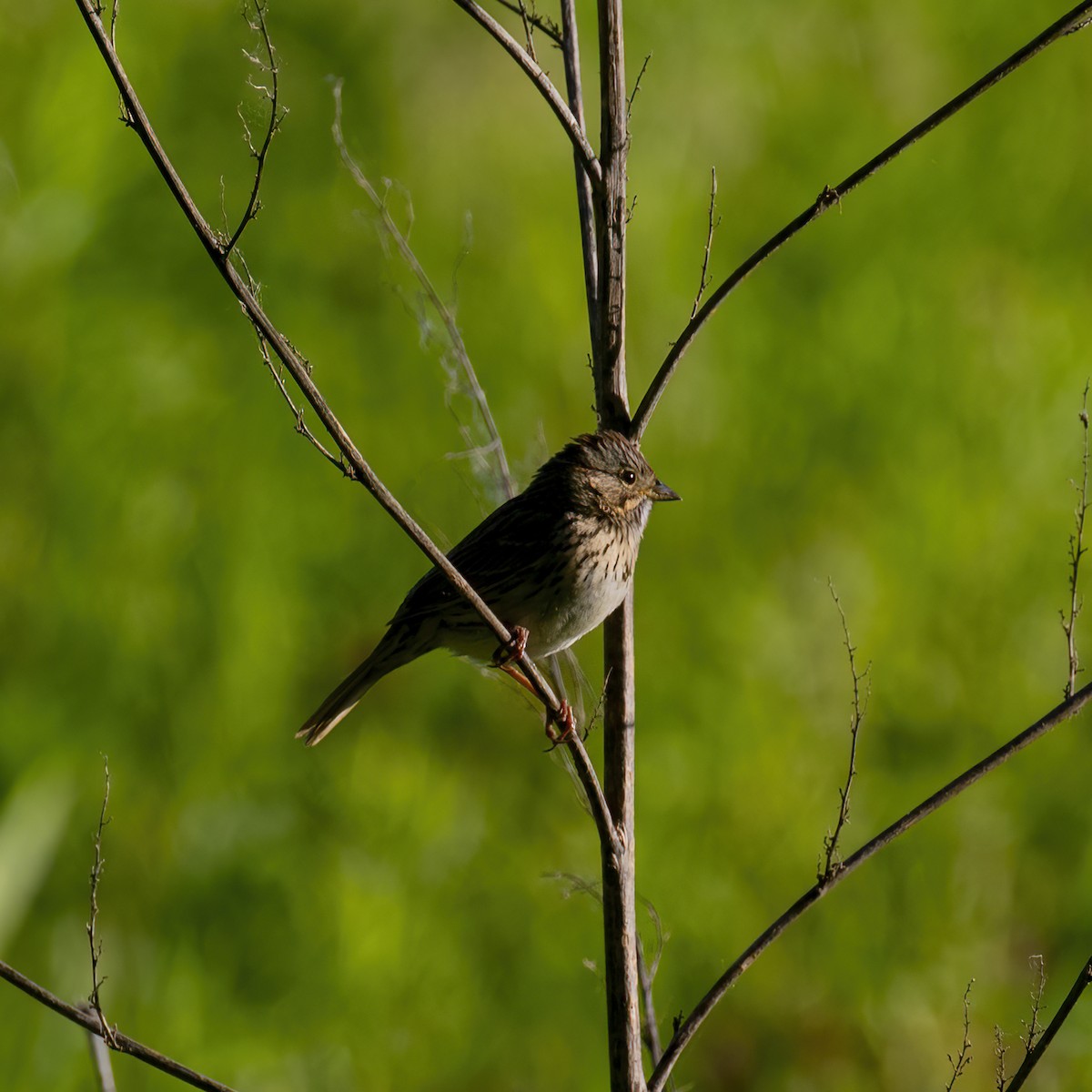 Lincoln's Sparrow - ML619585534