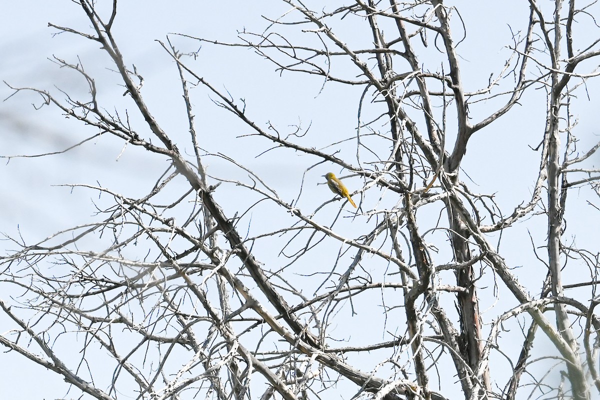 Hooded Oriole - Carrie Gelsey