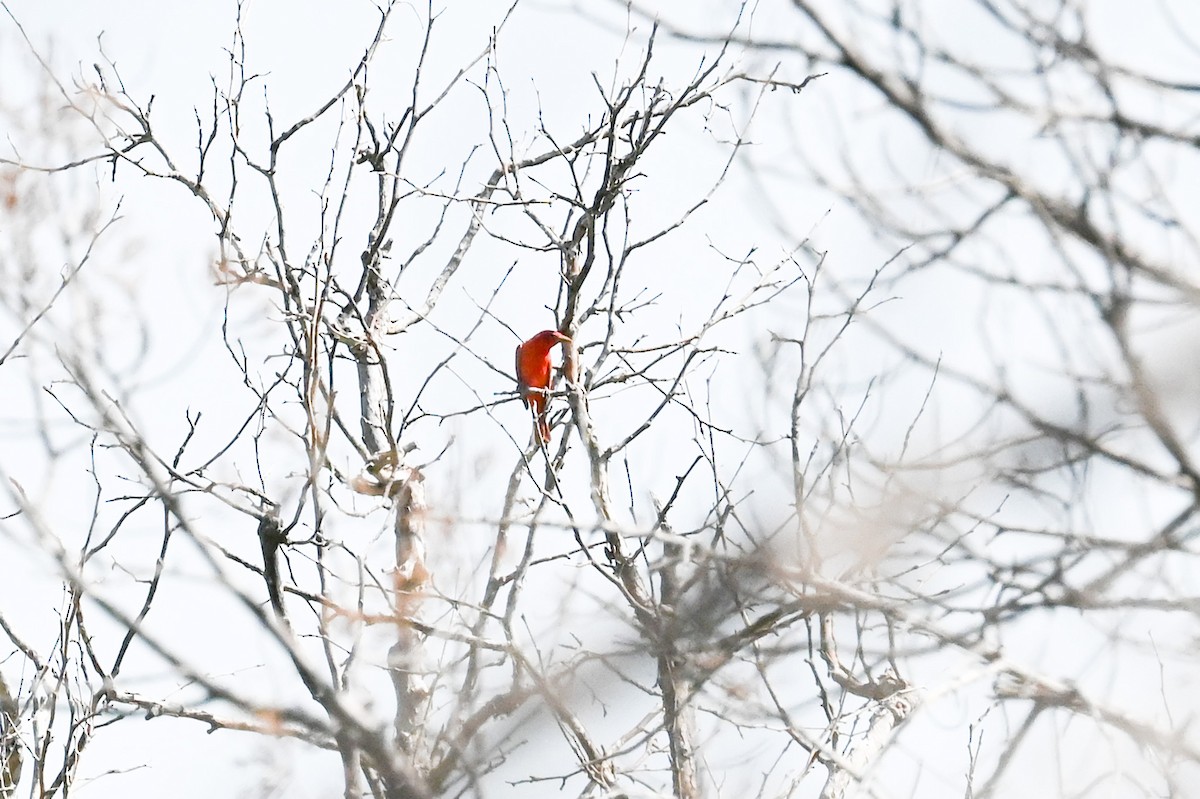 Summer Tanager - Carrie Gelsey