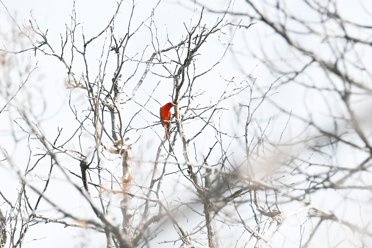 Piranga Roja - ML619585542