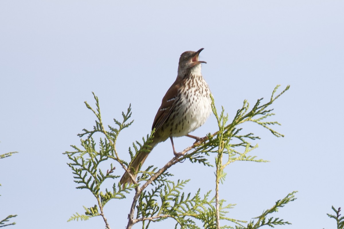 Brown Thrasher - Catherine Lawrence