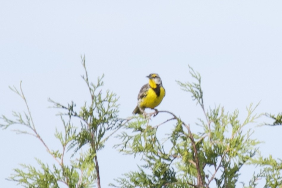 Eastern Meadowlark - Catherine Lawrence