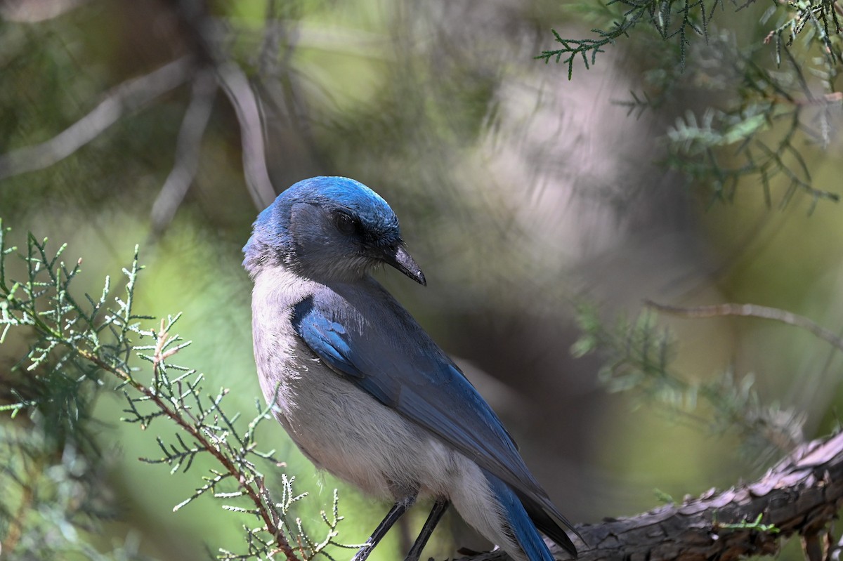 Mexican Jay - Carrie Gelsey