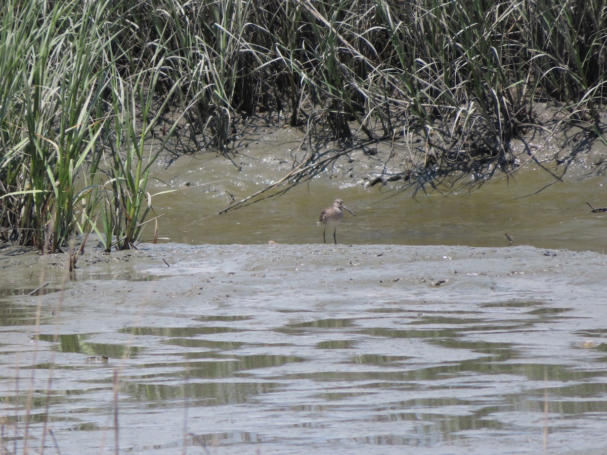 Short-billed Dowitcher - Sean Kiernan