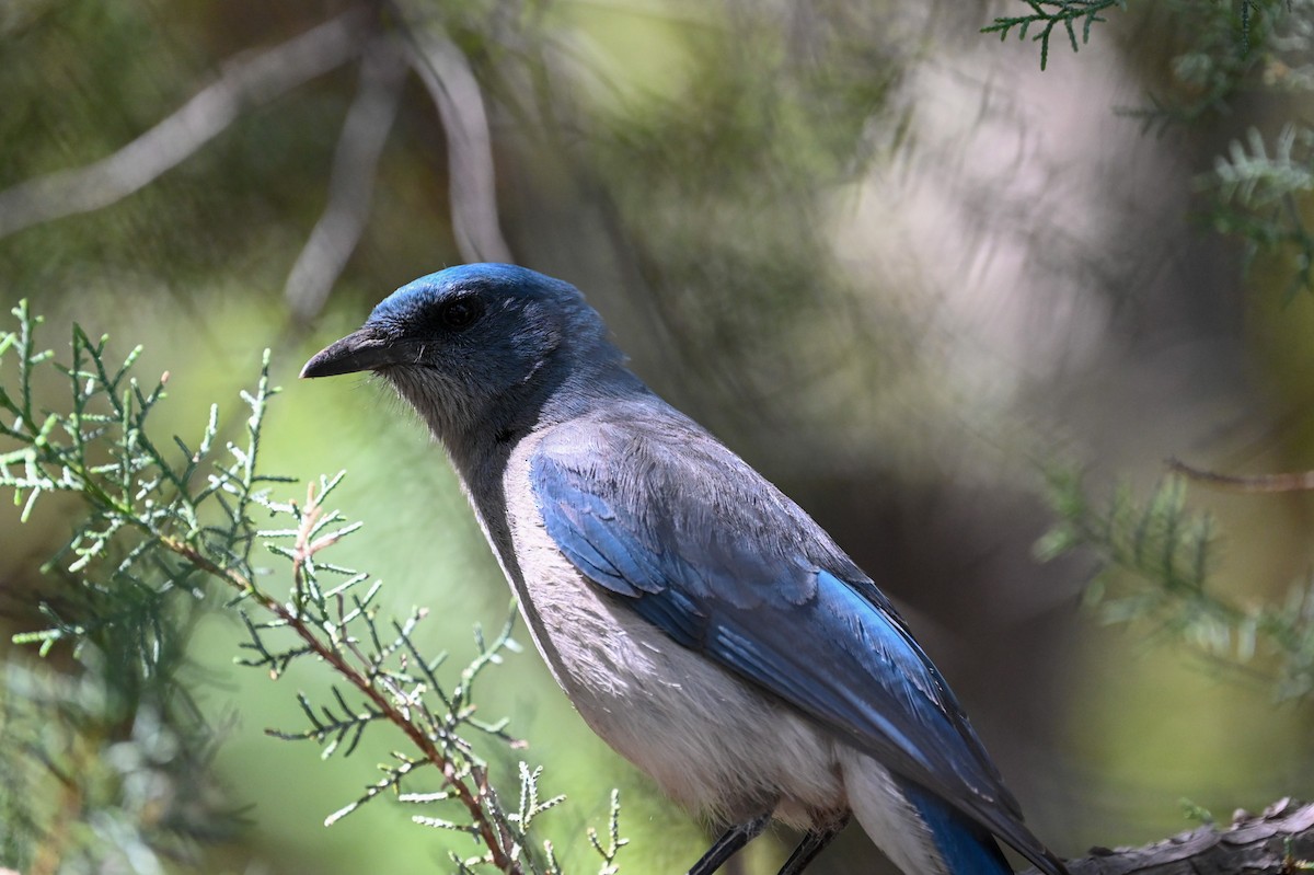 Mexican Jay - Carrie Gelsey