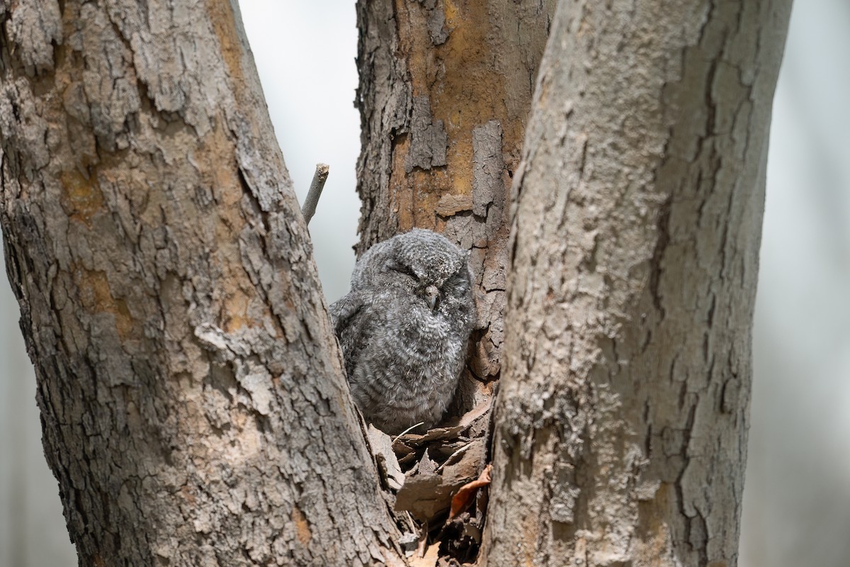 Western Screech-Owl - Jeff Cooper