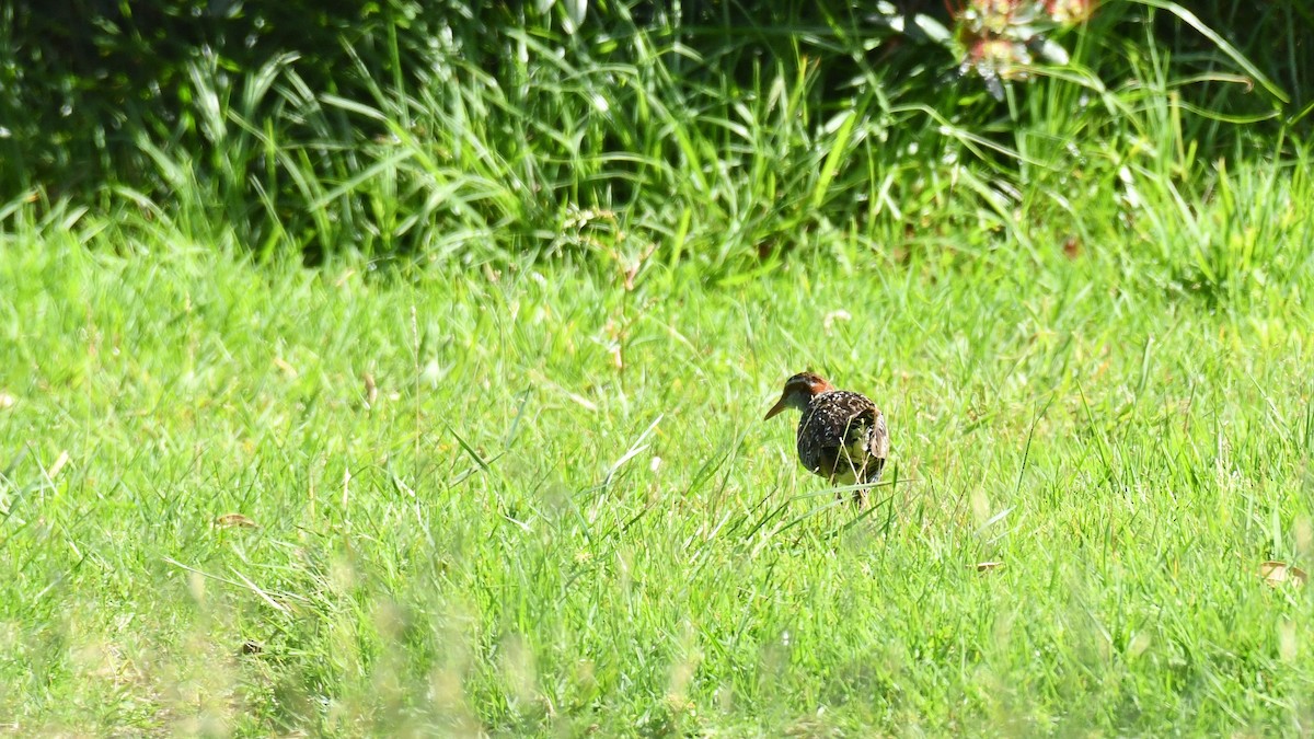 Buff-banded Rail - Adam Janczyszyn