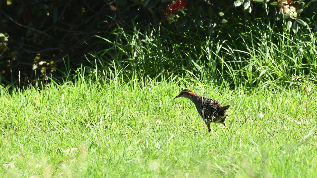 Buff-banded Rail - ML619585564