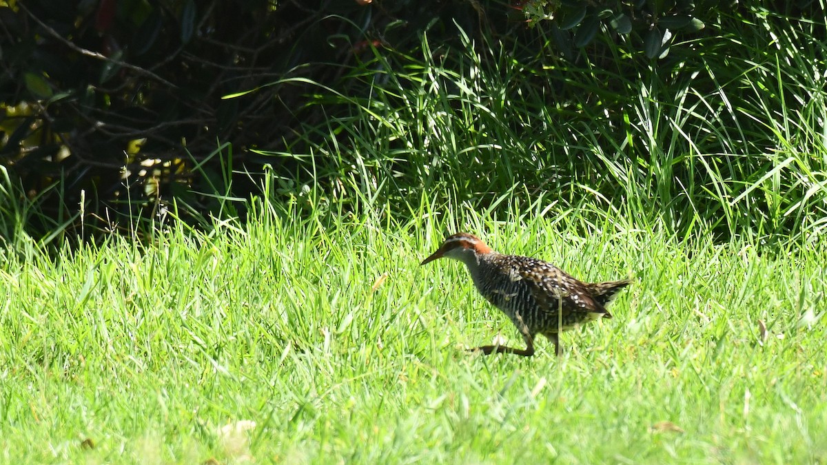 Buff-banded Rail - Adam Janczyszyn