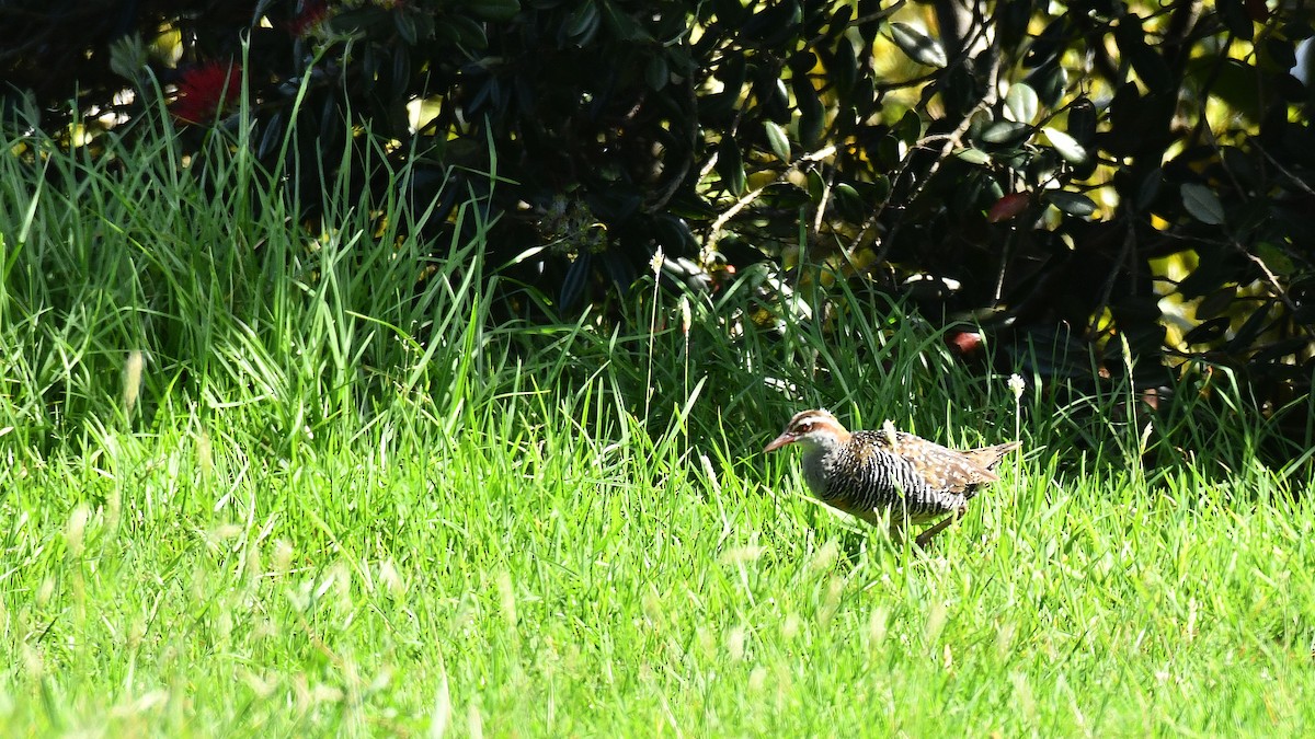 Buff-banded Rail - ML619585567