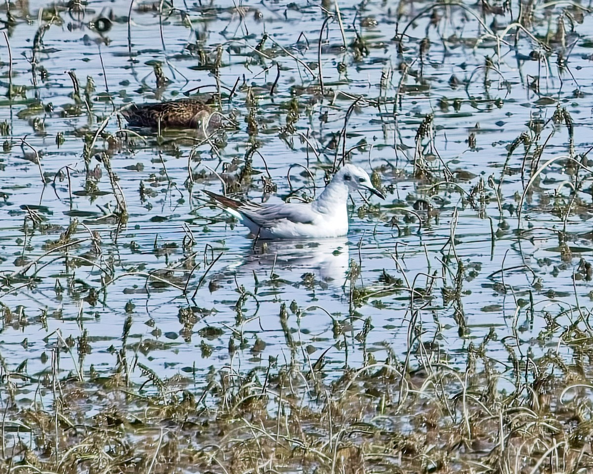 Bonaparte's Gull - Frank Letniowski