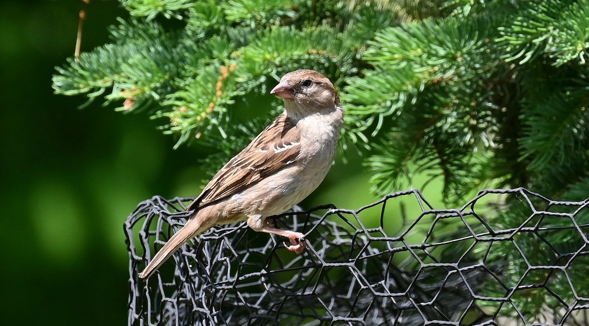 House Sparrow - Tim Saylor