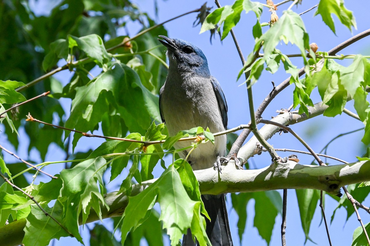Mexican Jay - ML619585573