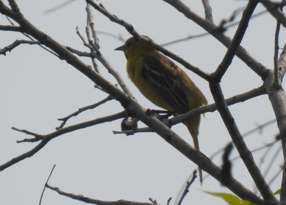 Orchard Oriole - Mary K Gardner