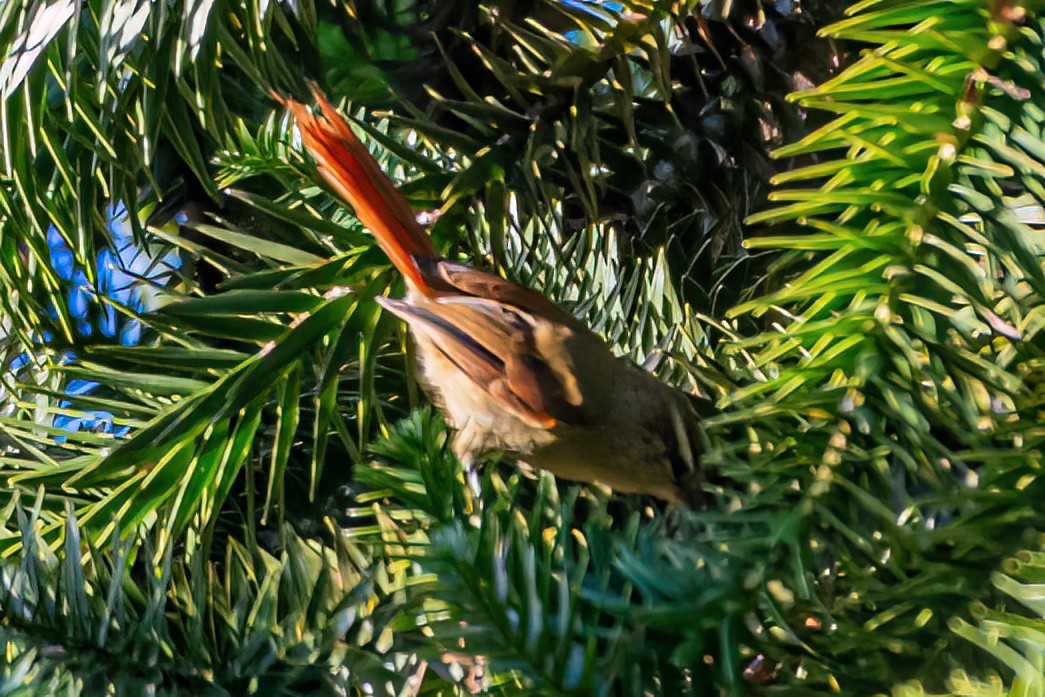 Araucaria Tit-Spinetail - Kurt Gaskill