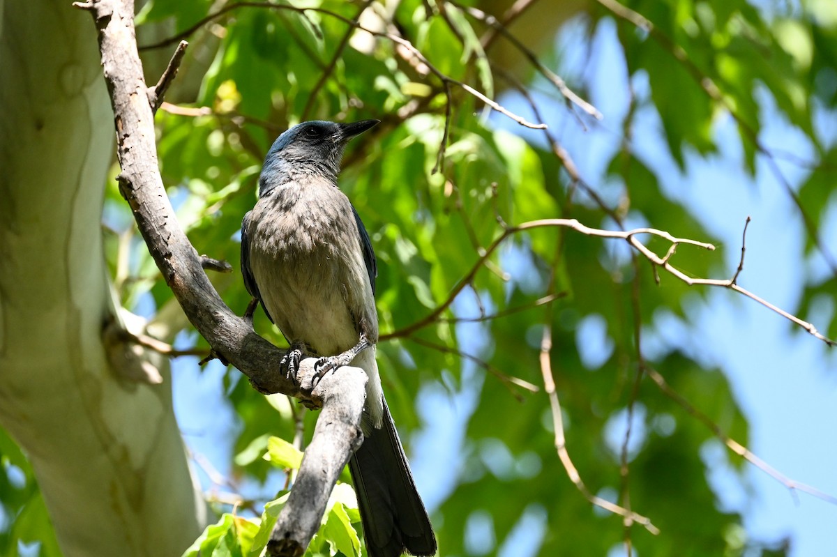 Mexican Jay - Carrie Gelsey