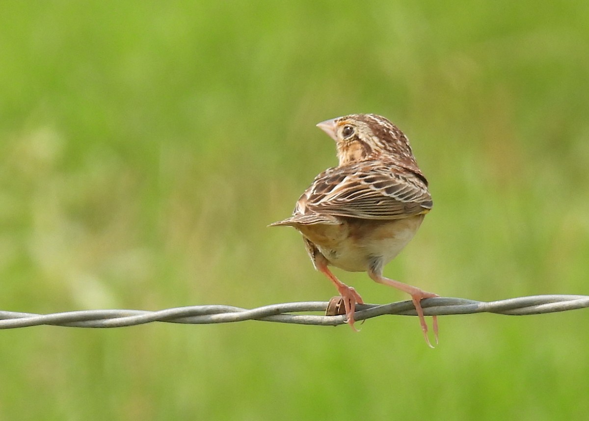 Grasshopper Sparrow - Mary K Gardner