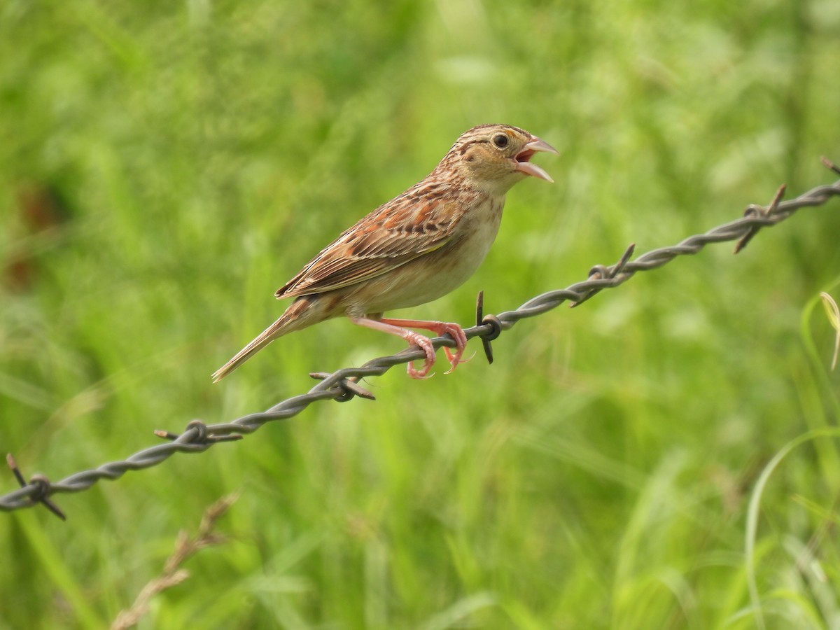 Grasshopper Sparrow - Mary K Gardner