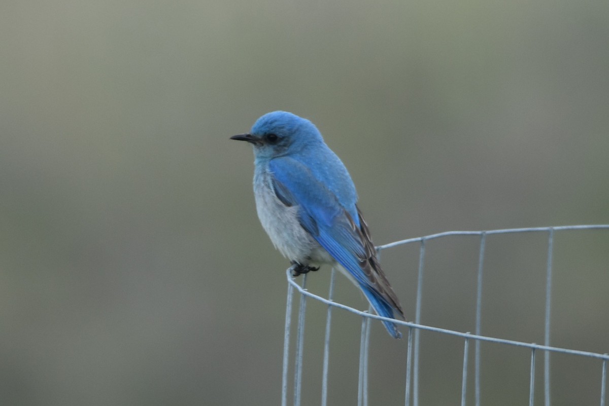 Mountain Bluebird - Kathy Major