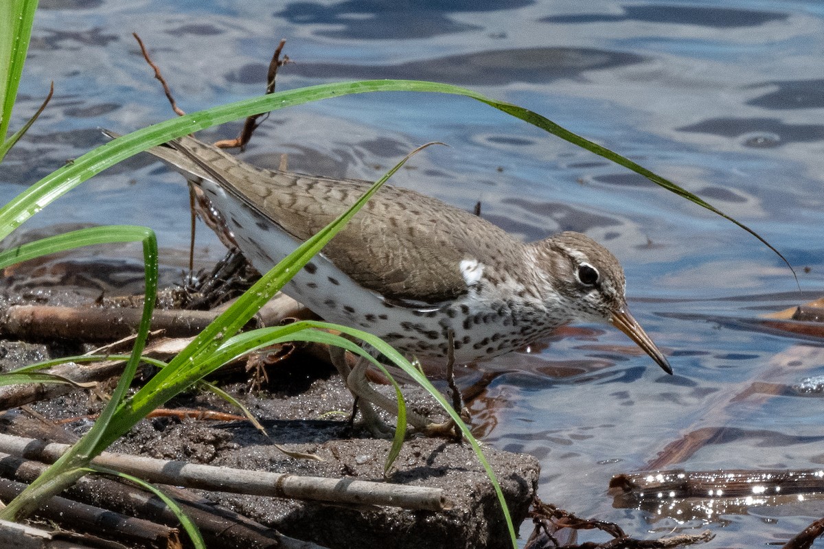 Spotted Sandpiper - Mike Winck