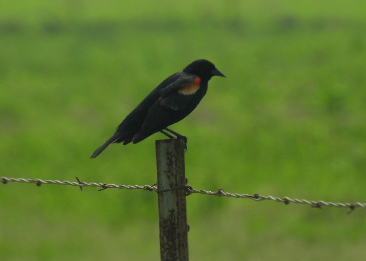 Red-winged Blackbird - Mary K Gardner