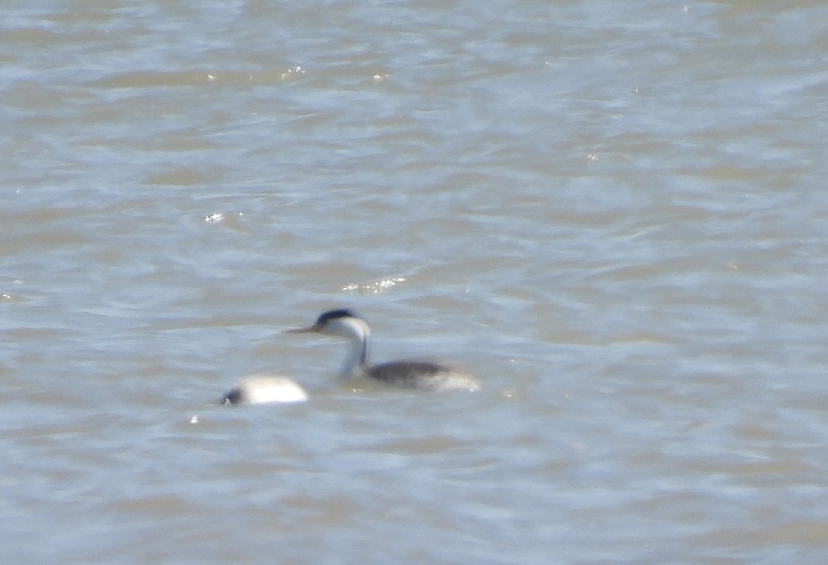 Clark's Grebe - Karen Goodger