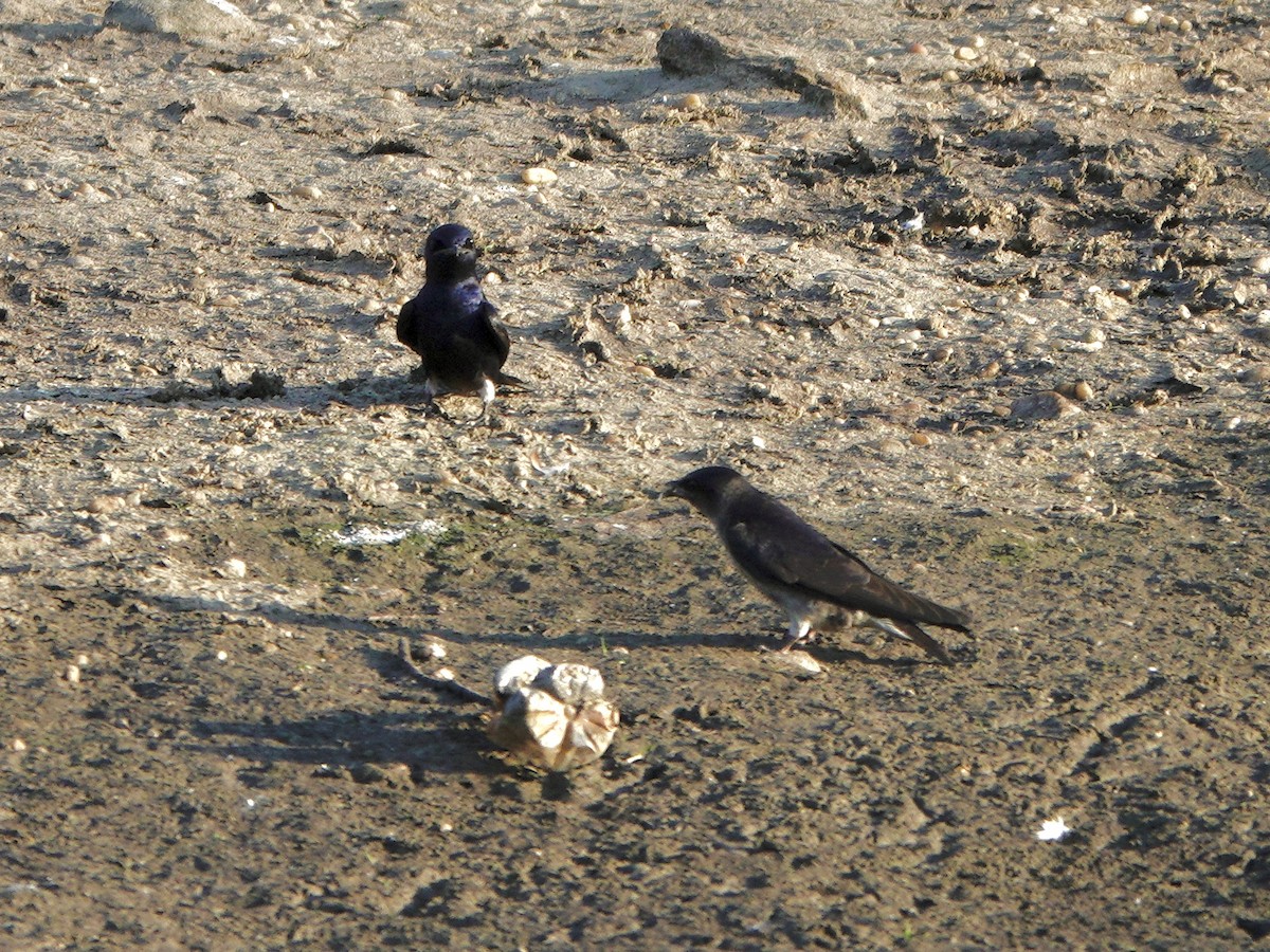 Purple Martin - Yi-Ying Lee