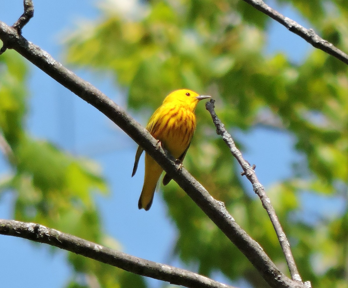 Yellow Warbler - Stephen Wheeler