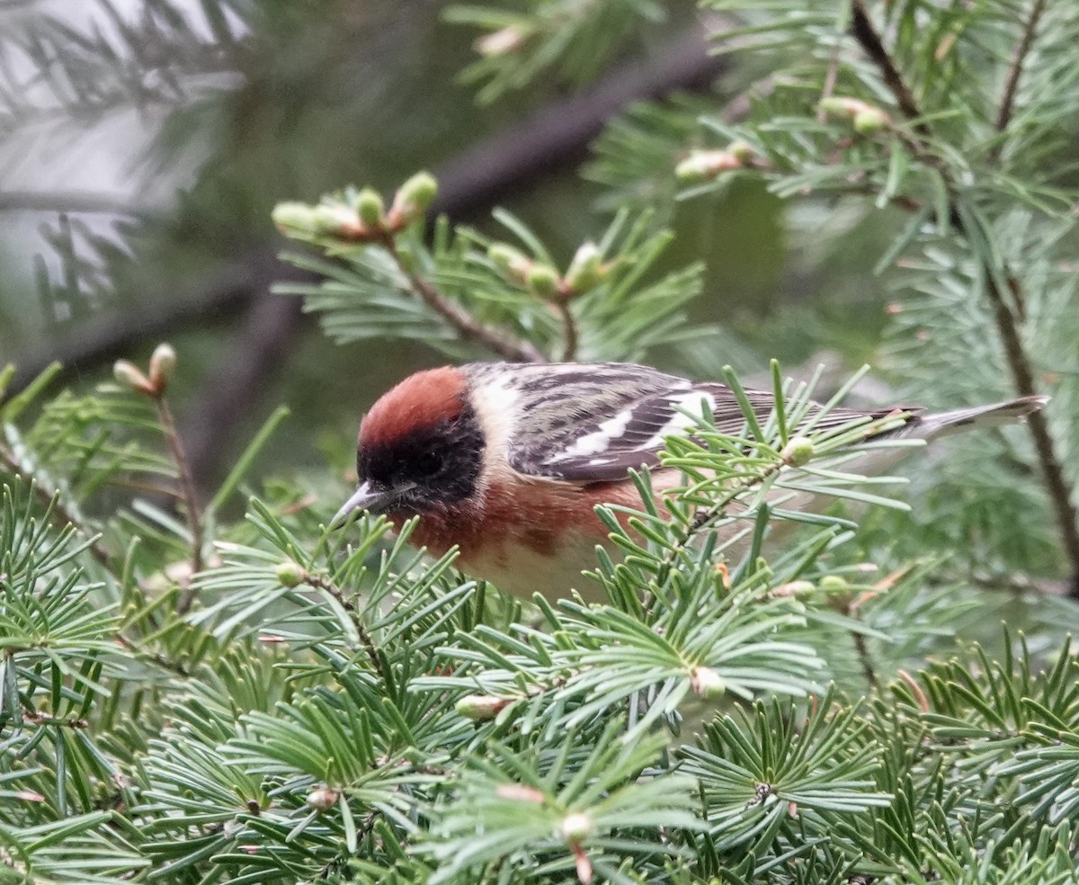 Bay-breasted Warbler - Patsy Skene