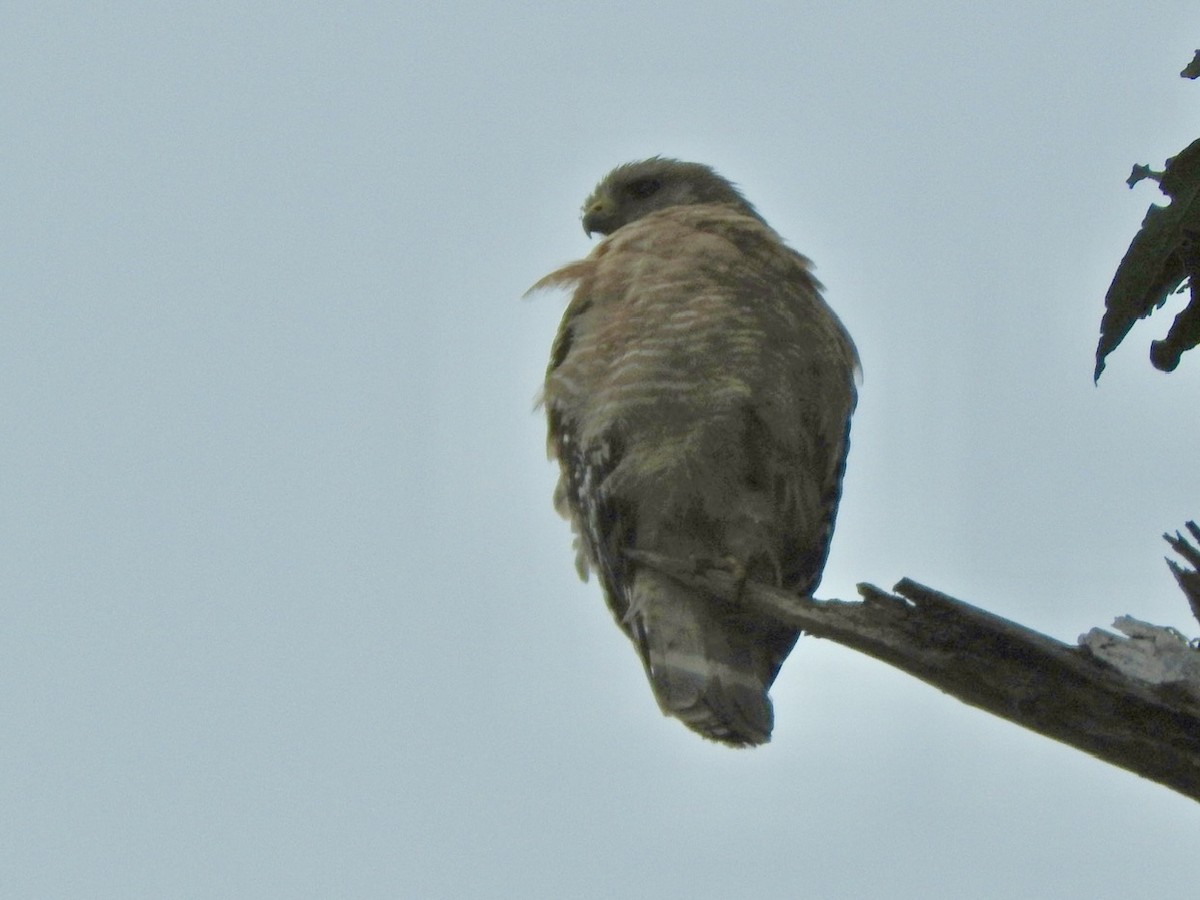 Red-shouldered Hawk - ML619585637