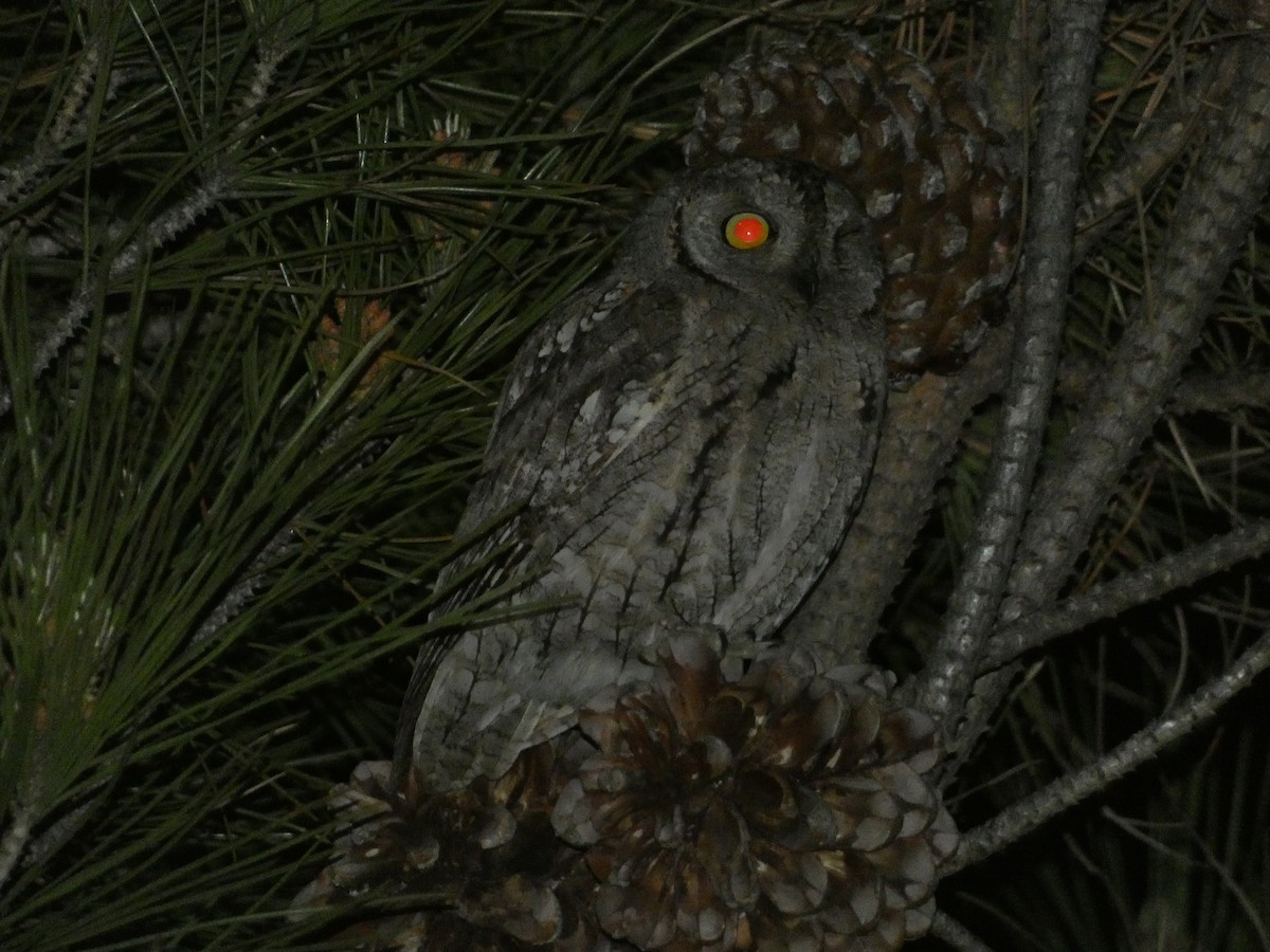 Eurasian Scops-Owl - Juan Rodriguez Palomino