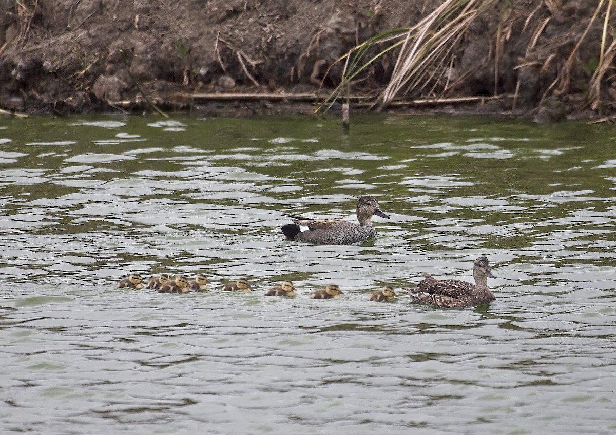 Gadwall - David Dovalina