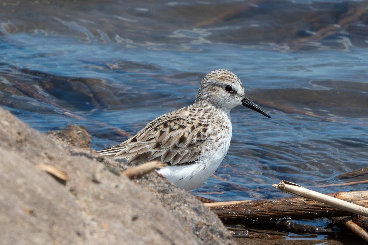 Semipalmated Sandpiper - Mike Winck